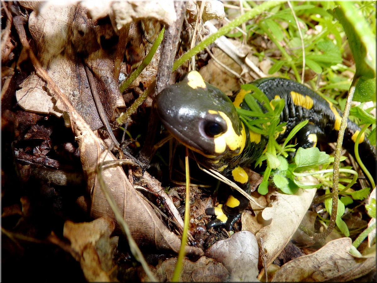 salamandre 29042012